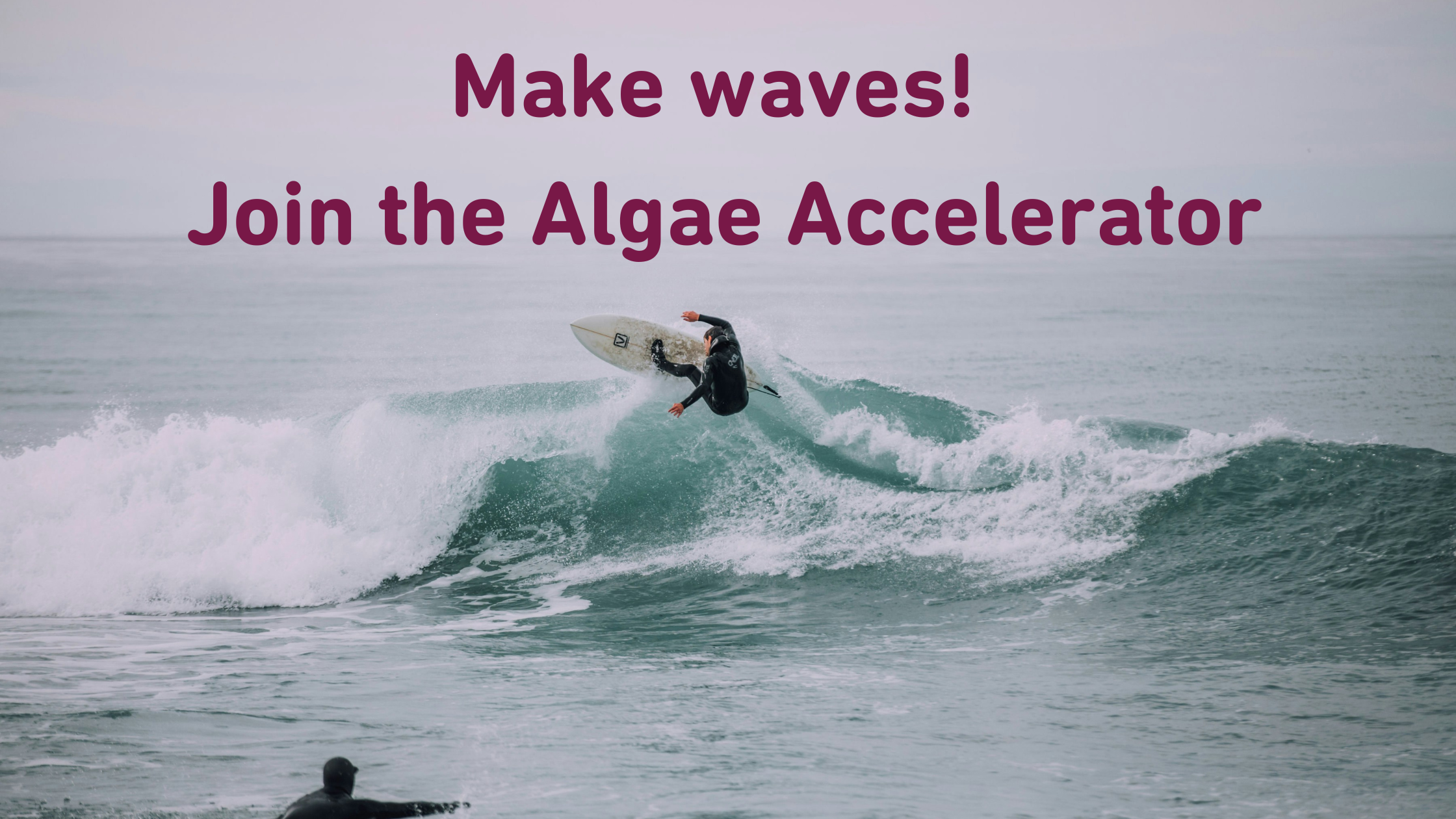 Transforming the Blue Economy: Join the Algae Accelerator