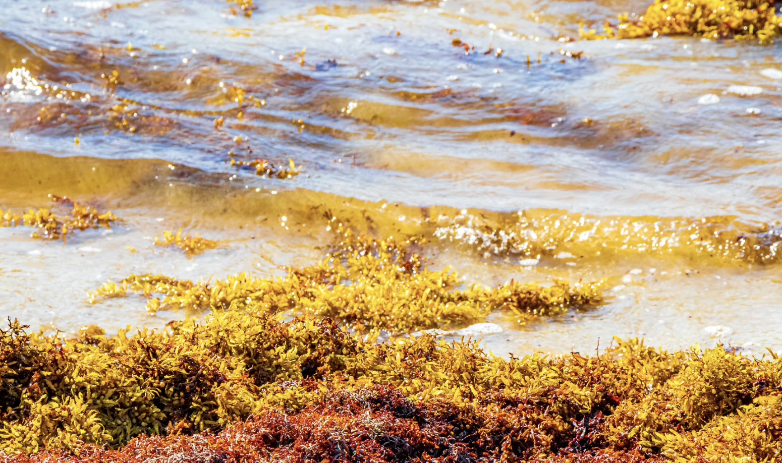 New APB paper out: Can Sargassum become a resource instead of a problem?