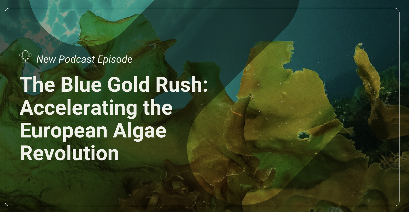 APB featured in new podcast episode: Accelerating the European algae revolution